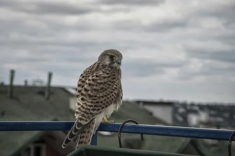 A small kestrel Stock Photos