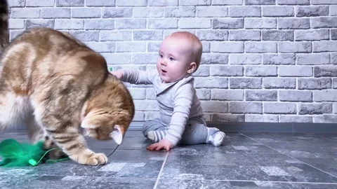 Small kid playing with ginger cat 動画素材 172358943