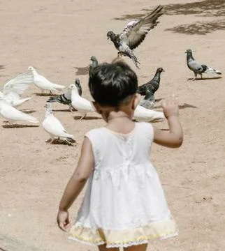 Small kid playing with pigeons Stock Photos