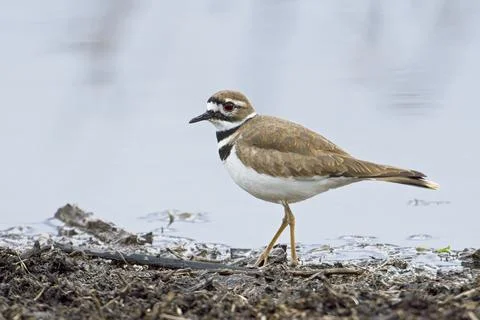 Small killdeer by the pond. Stock Photos