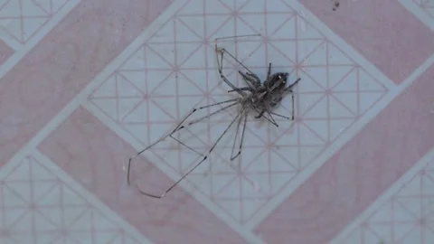 Small Killer Spider Hunting Daddy Long Legs Spider - Spider Eating Spider 動画素材 285343249