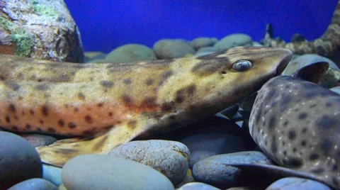 A Small Kind of Shark Underwater Stock Footage 43035048