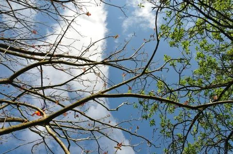 Small kite tangled on tree branches Stock Photos