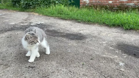 Small kitten is afraid, cat has hair fur on end. Curious kitty. Slow motion. Stock Footage 158334267
