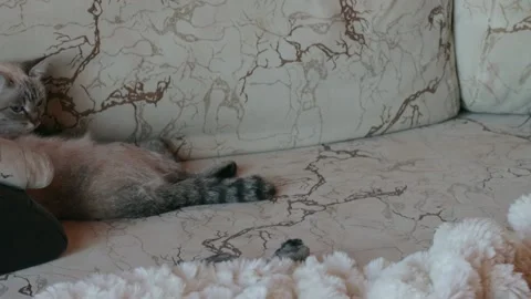 Small kitten is afraid of a dog Stock Footage 167330118