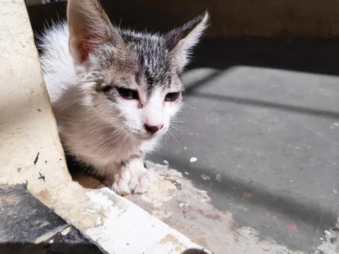 Small kitten after bath in sunlight with wet hairs Stock Photos
