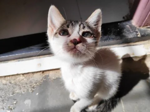 Small kitten after bath in sunlight with wet hairs 스톡 사진