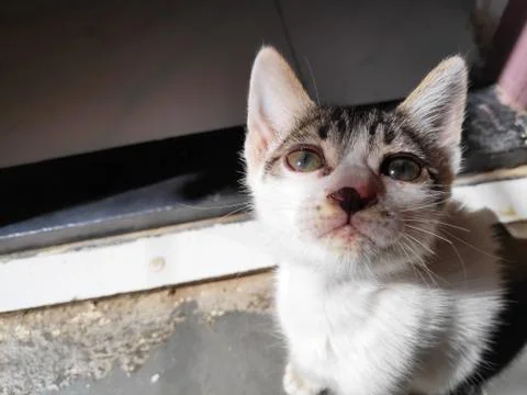 Small kitten after bath in sunlight with wet hairs 스톡 사진