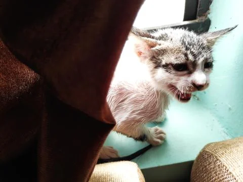 Small kitten after bath in window with wet hairs yelling Stock Photos