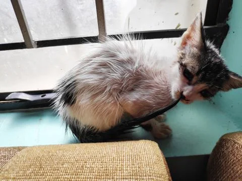 Small kitten after bath in window with wet hairs 스톡 사진