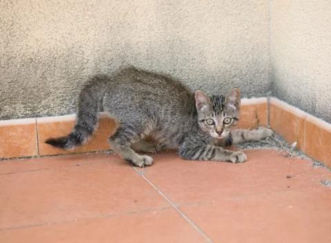 Small kitten on alert Stock Photos