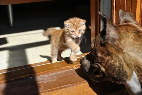 A small kitten attacks a huge dog Stock Photos