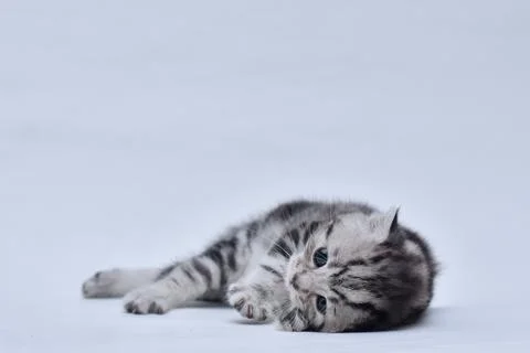 A small kitten with a beautiful marble pattern is lying on its side. Scottish Foto stock