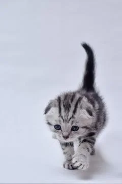 A small kitten with a beautiful marble pattern Foto stock