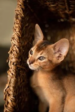 Small kitten cat of the Abyssinian breed sitting in bites wicker brown bask.. Stock Photos