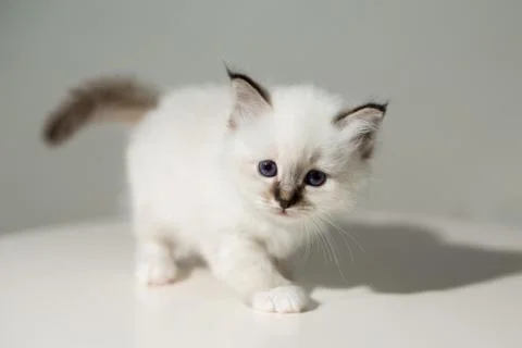 Small kitten cat breed sacred burma on a light background Stock-Fotos