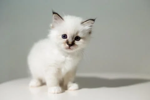 Small kitten cat breed sacred burma on a light background Stock Photos