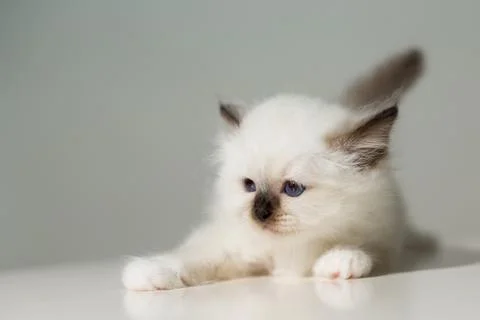 Small kitten cat breed sacred burma on a light background Foto stock