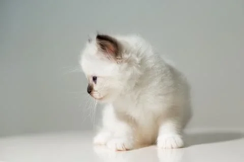 Small kitten cat breed sacred burma on a light background Stock Photos