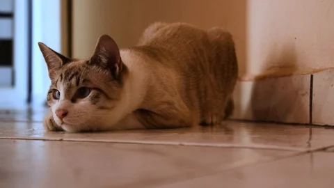 Small kitten cat playing with a tin foil ball Stock Footage 92387915
