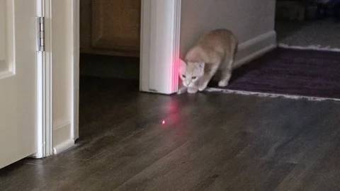 A small kitten chasing a red laser pointer dot Stock Footage 105599802