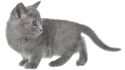 Small kitten crawling sneaking Stock Photos