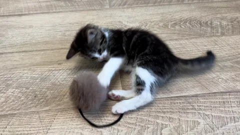 Small kitten doing funny pose while playing with a ball Stock Footage 286371797