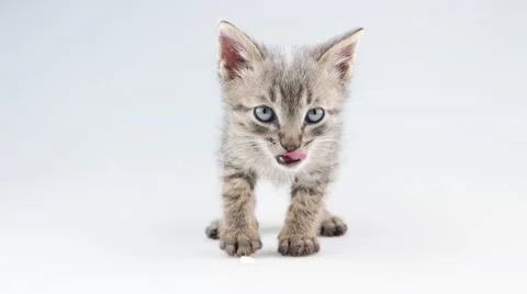Small kitten eating cheese (include 2 scenes) Stock Footage 52263246