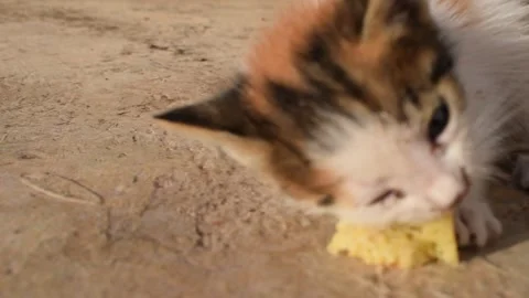 Small kitten eating 库存影片 320263819