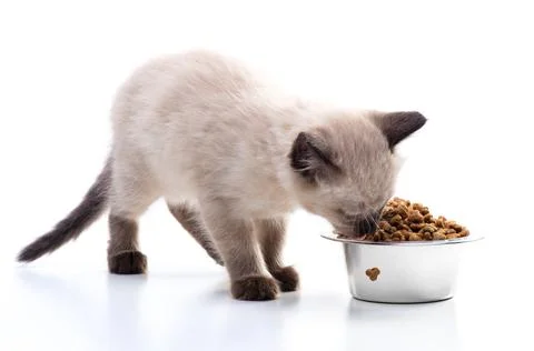 A small kitten eats cat food from a metal bowl. Pet shop and animal care, vit Stock Photos
