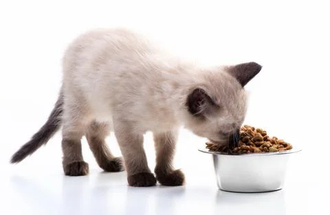A small kitten eats cat food from a metal bowl. Pet shop and animal care, vit Stock Photos