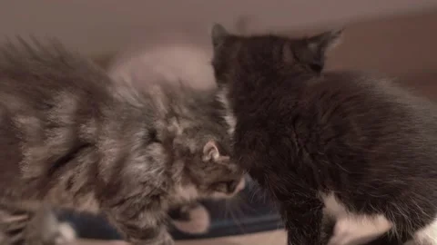 Small Kitten 動画素材 220043569