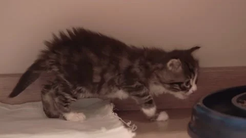 Small Kitten 動画素材 220043572