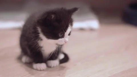 Small Kitten 動画素材 220043575