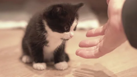 Small Kitten 動画素材 220043579