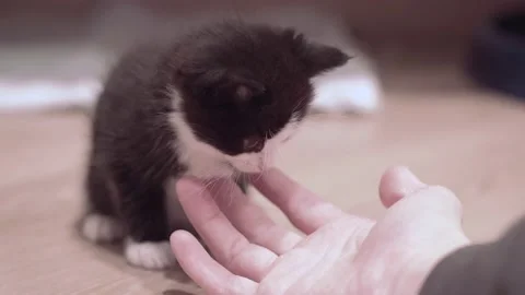 Small Kitten 動画素材 220043580