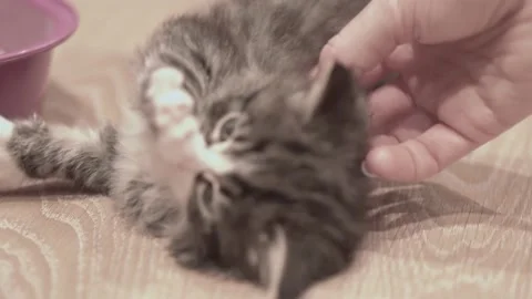 Small Kitten 動画素材 220043581