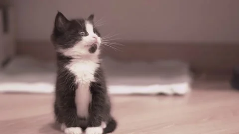 Small Kitten 動画素材 220043584