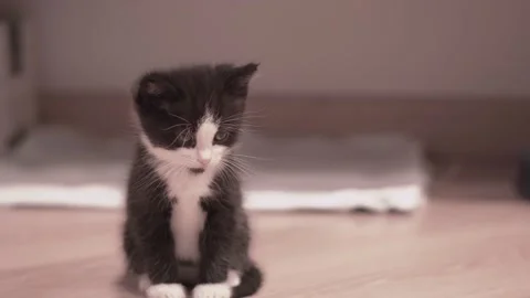 Small Kitten 動画素材 220043587