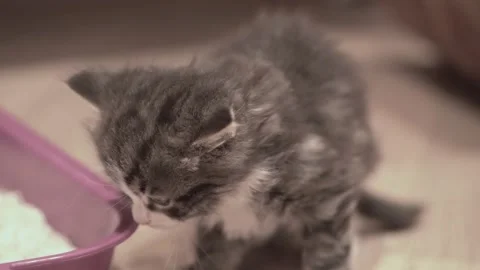 Small Kitten 動画素材 220043589