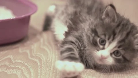 Small Kitten 動画素材 220043590