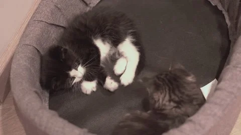 Small Kitten 動画素材 220314717