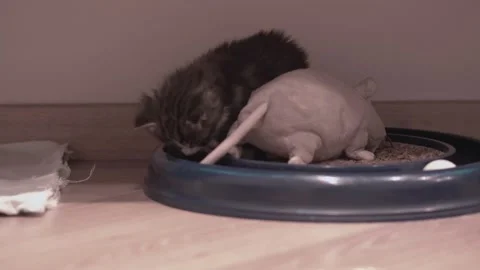 Small Kitten 動画素材 220314719