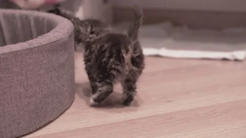 Small Kitten 動画素材 220314725