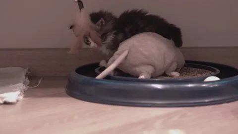 Small Kitten 動画素材 220314732