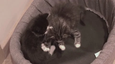 Small Kitten 動画素材 220314736