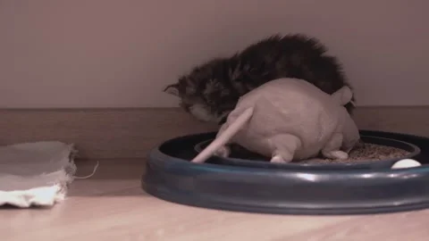 Small Kitten Stock Footage 220314737