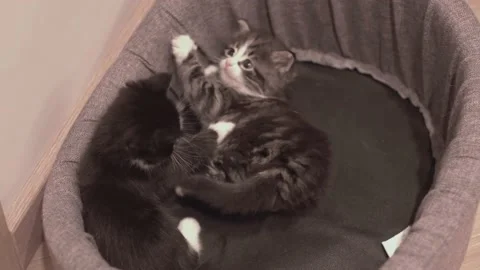 Small Kitten Stock Footage 220314740