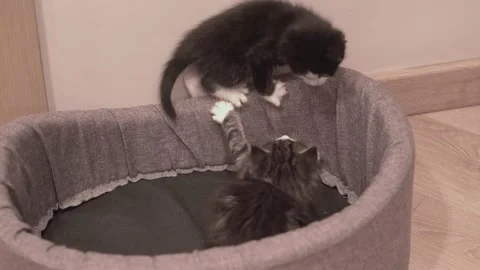 Small Kitten Stock Footage 220314752