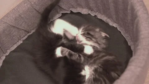 Small Kitten Stock Footage 220314753